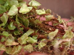 Plagiomnium ellipticum