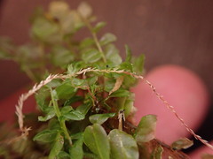 Plagiomnium ellipticum