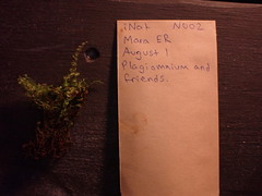 Plagiomnium ellipticum