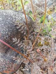 Acaena saccaticupula