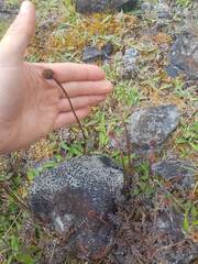 Acaena saccaticupula