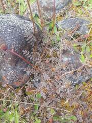 Acaena saccaticupula