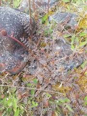 Acaena saccaticupula