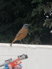 Monticola rupestris