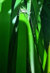 Phricta spinosa