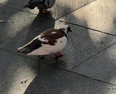 Columba livia