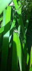 Phricta spinosa