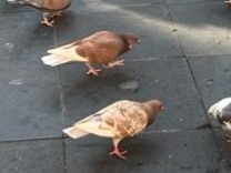 Columba livia