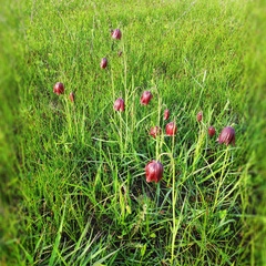 Fritillaria meleagroides
