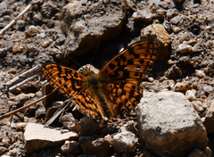 Boloria