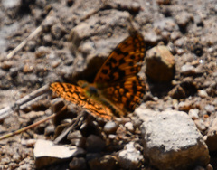 Boloria