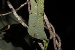 Trioza pallida