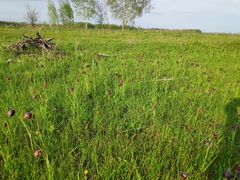 Fritillaria meleagroides