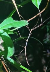 Sipyloidea larryi