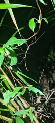 Sipyloidea larryi