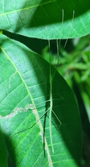 Sipyloidea larryi