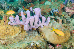 Pseudanthias squamipinnis