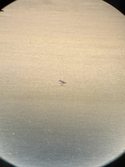 Charadrius bicinctus