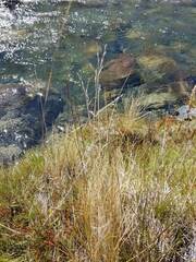 Deschampsia cespitosa