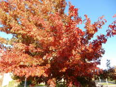 Quercus shumardii