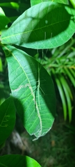 Sipyloidea larryi