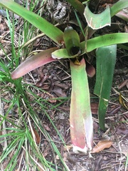 Bromeliaceae