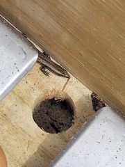 Oligosoma smithi