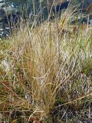 Deschampsia cespitosa