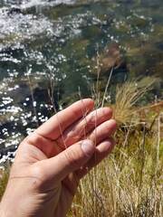 Deschampsia cespitosa