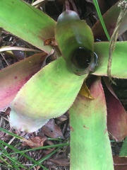 Bromeliaceae