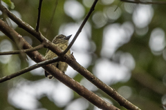 Pogoniulus scolopaceus