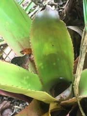 Bromeliaceae