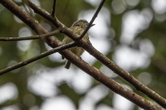 Pogoniulus scolopaceus