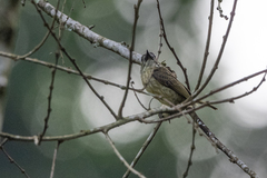 Pogoniulus scolopaceus