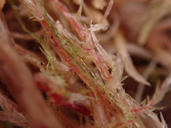 Cephaloziella