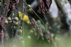 Zosterops stuhlmanni