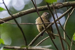 Eurillas curvirostris