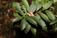 Symplocos harroldii