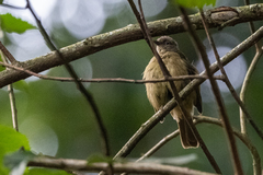 Eurillas curvirostris