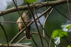 Eurillas curvirostris