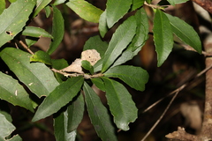 Symplocos harroldii