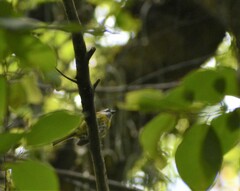 Chlorospingus flavopectus