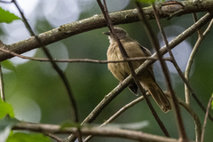 Eurillas curvirostris