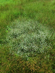 Stellaria graminea