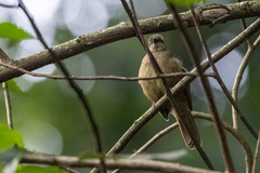 Eurillas curvirostris