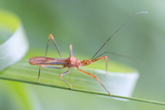 Ricolla quadrispinosa