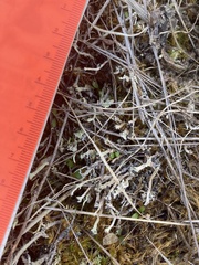 Cladonia verruculosa