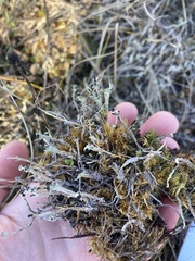 Cladonia verruculosa