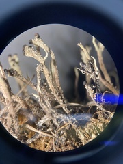 Cladonia verruculosa