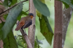 Sheppardia polioptera